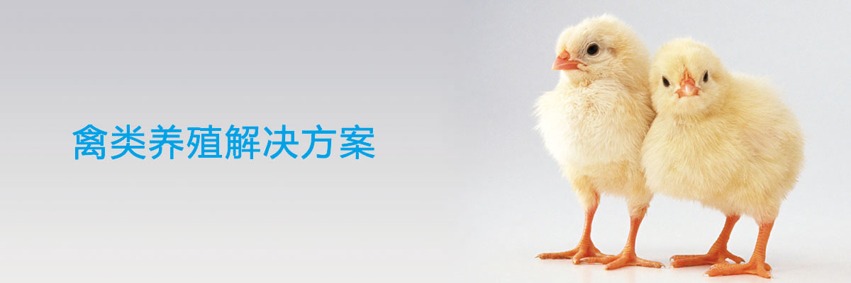 禽类养殖服务方案