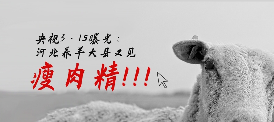 央视3·15晚会曝光:河北养羊大县又见瘦肉精