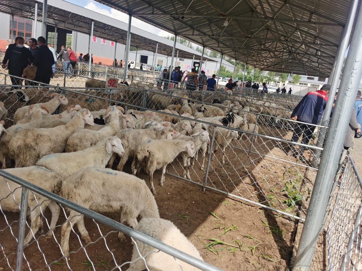 1630723500505237.jpg 1630723500505237.jpg