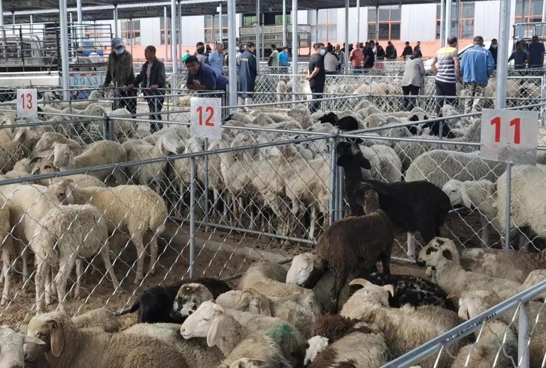 1630723500728982.jpg 1630723500728982.jpg