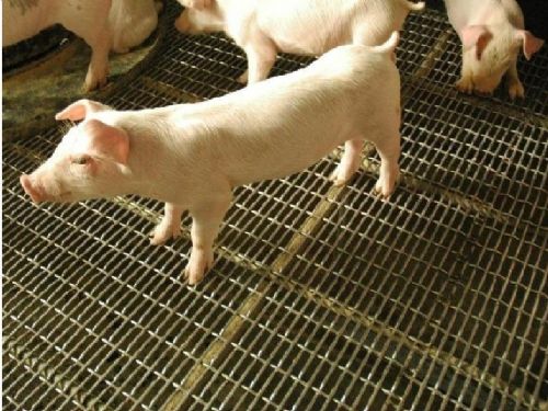 春季养猪注意要点