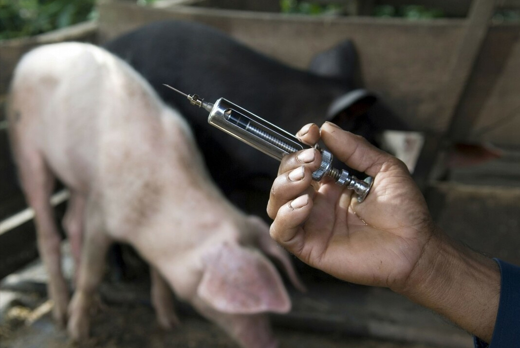 猪驱虫有这几个步骤