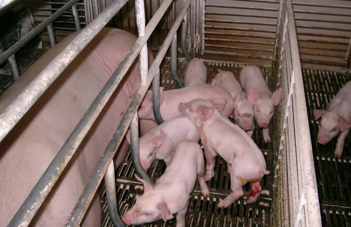 幼仔猪科学喂养