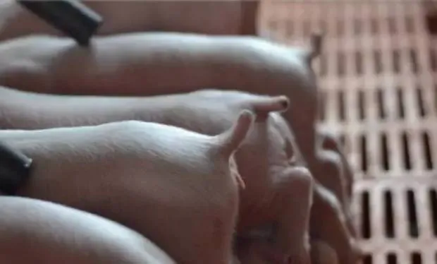 仔猪咬尾巴的防治