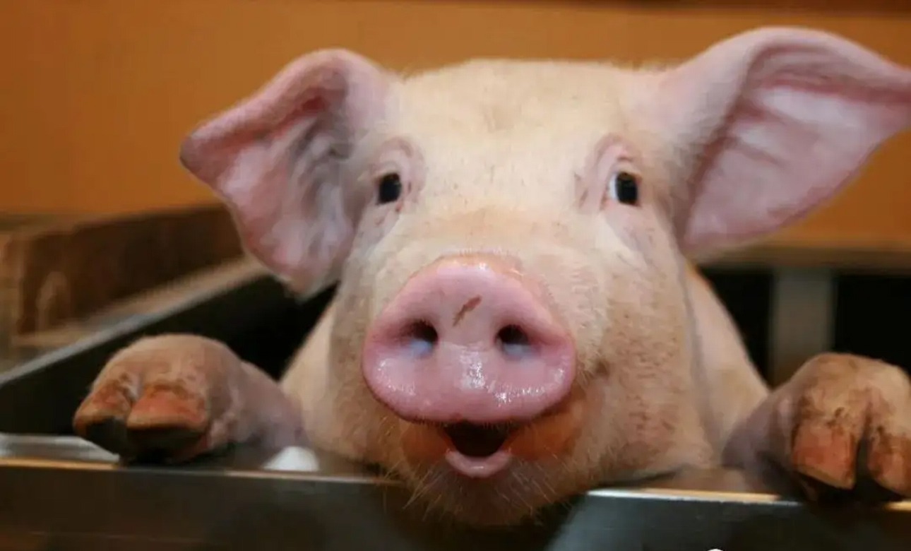 养猪为什么要合理分群