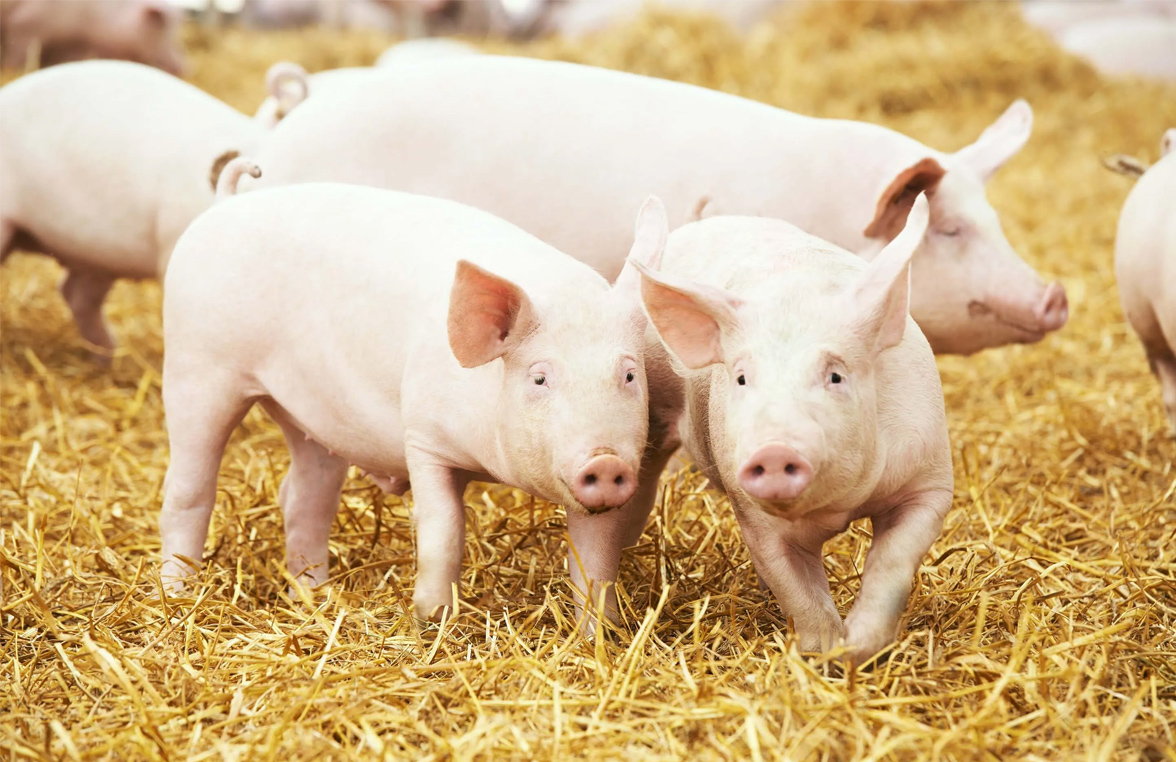 如何防治母猪咬仔猪原因