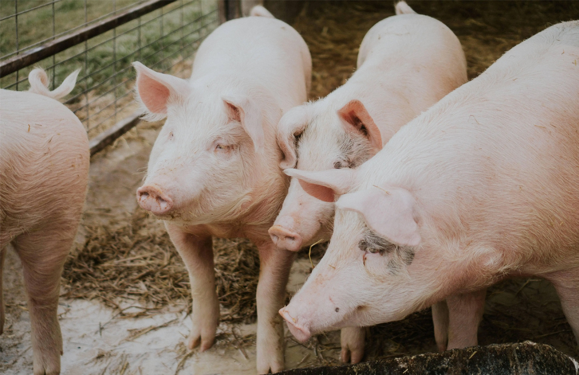 为什么春季一定要驱虫？