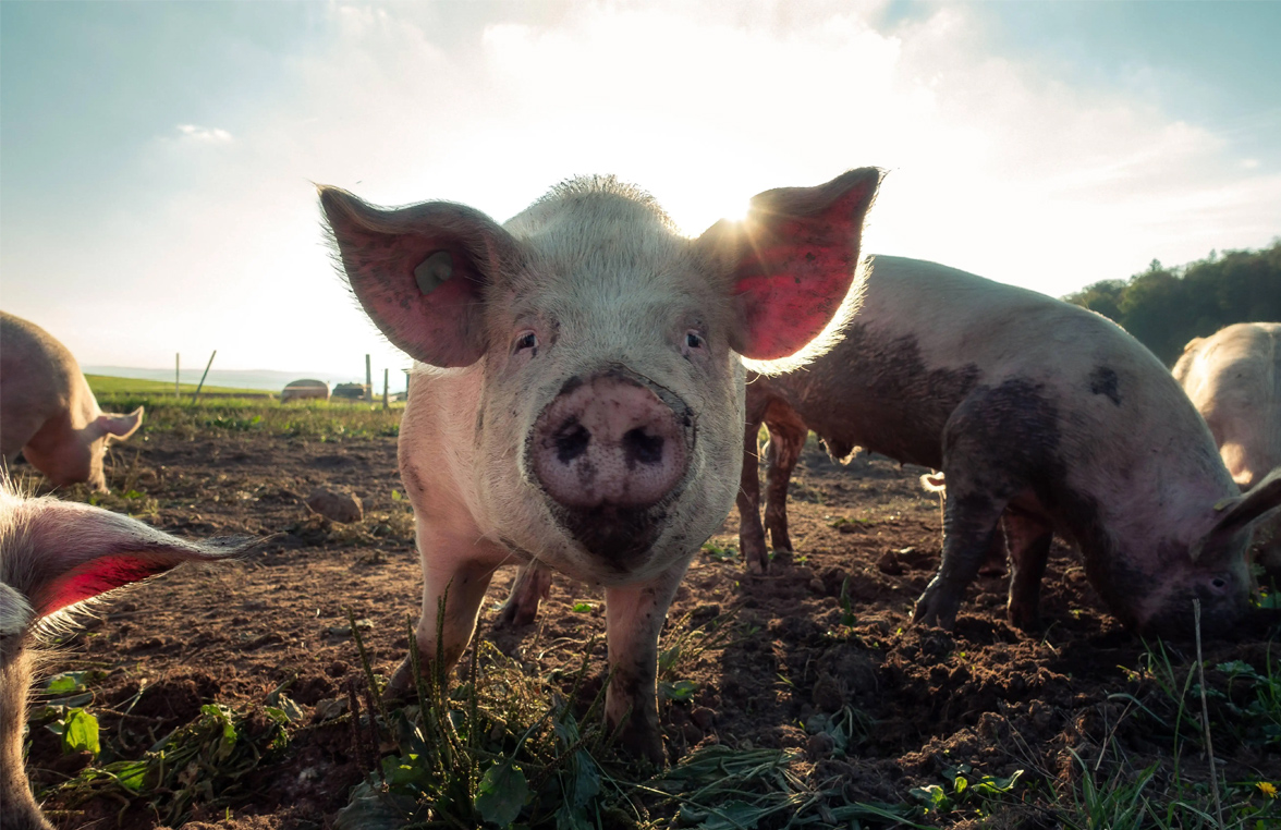 水泥地养猪有哪些危害