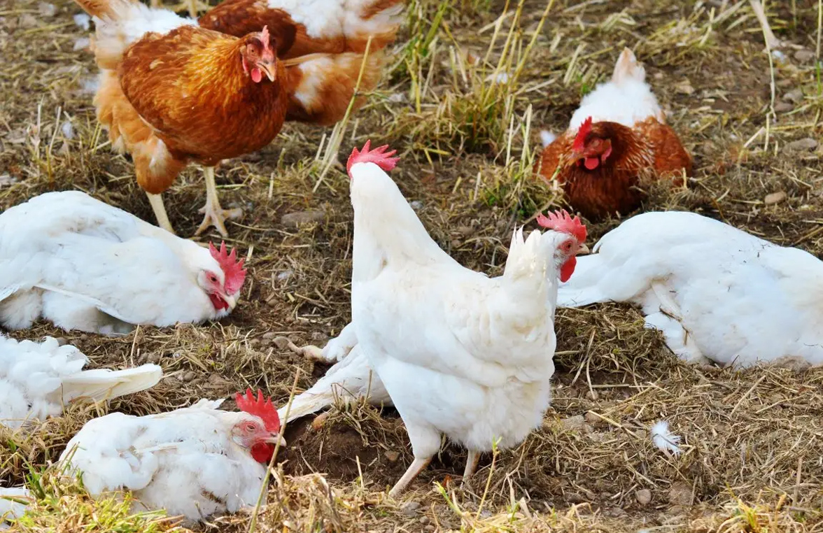 夏季鸡群采食量下降解决方法