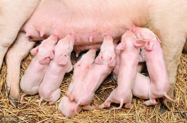 为什么说母猪初乳很重要